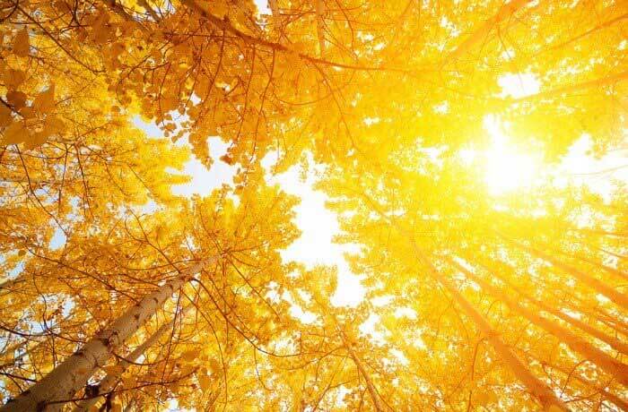 Trees in sun glare
