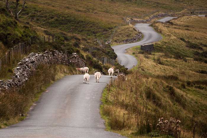 Brecon mountain road with sheep grazing