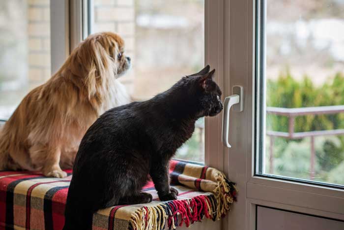 A cat and a dog looking out of the window