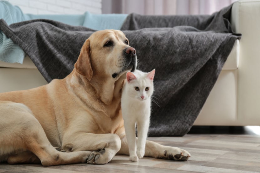 How To Change Your Pet Insurance Policy Confused