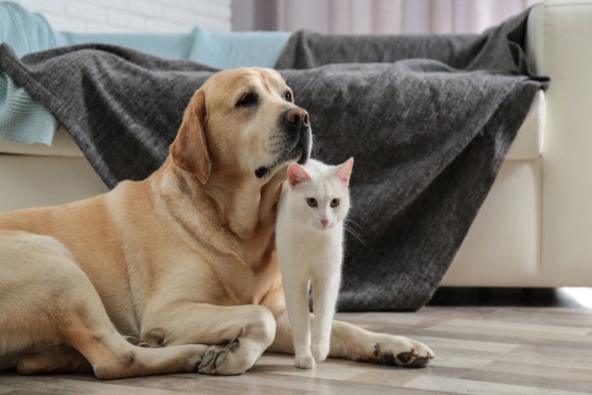 Dog and cat together in the living room