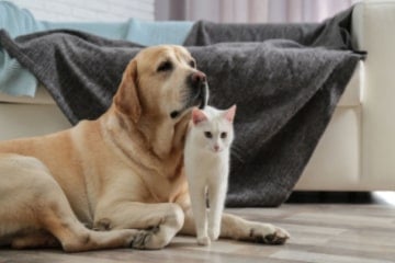 Dog and cat together in the living room