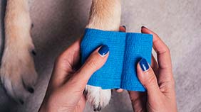 dog getting his paw bandaged