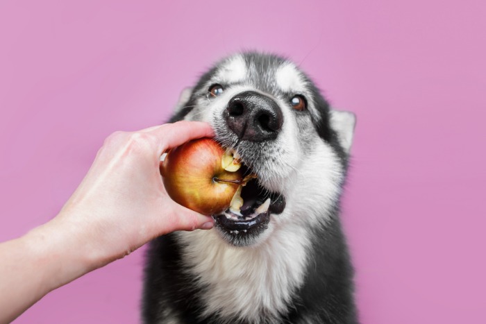 Dog being fed an apple