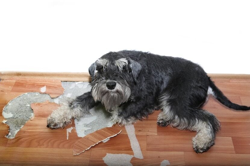 Dog lying on pet damaged floor for which it is responsible