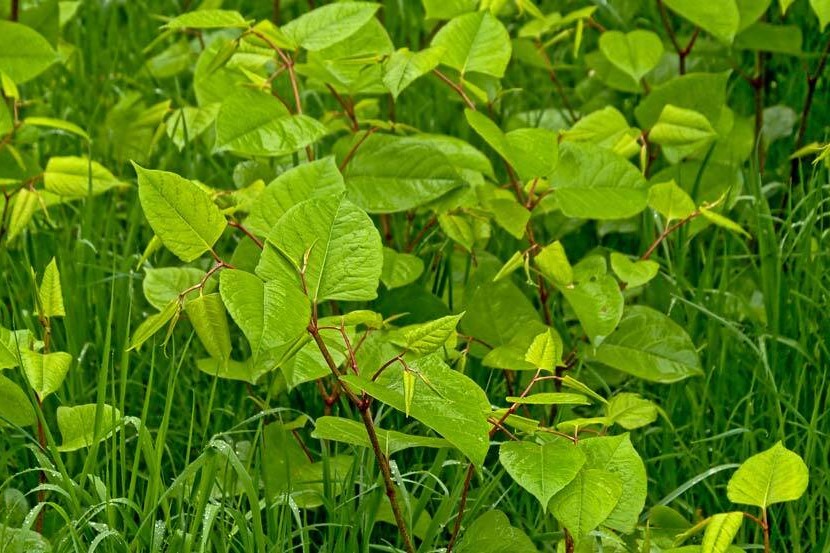visible japanese knotweed