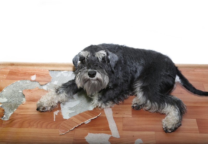 puppy destroying everything