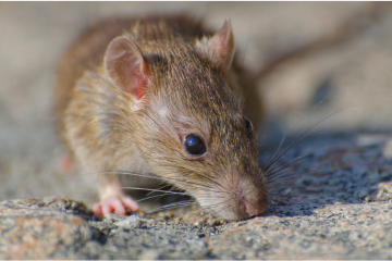 Brown rat