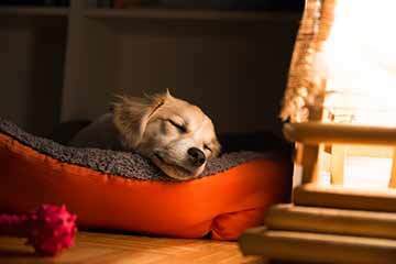 Dog looking cosy and safe at night