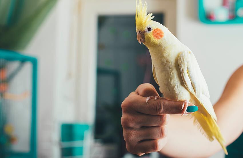 A yellow cockatiel parrot perched on owner's finger