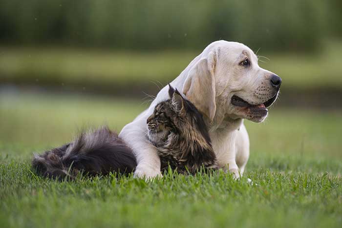 Cat and dog sat together on grass