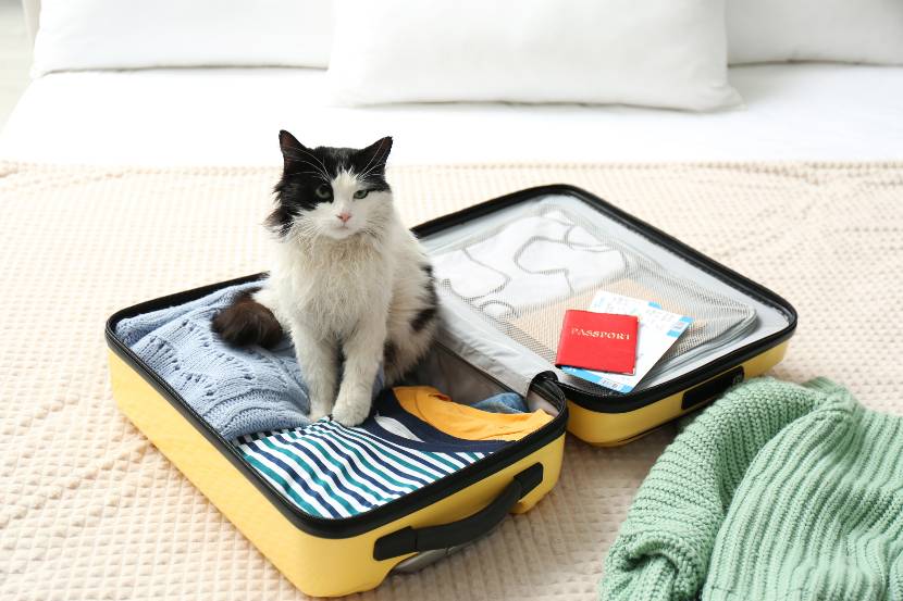 Black and white cat sitting on a packed suitcase lying on a double bed