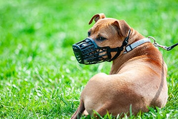 Dog wearing a muzzle lying on grass