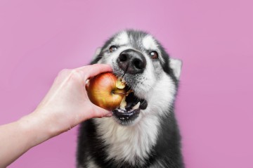 Dog enjoying an apple