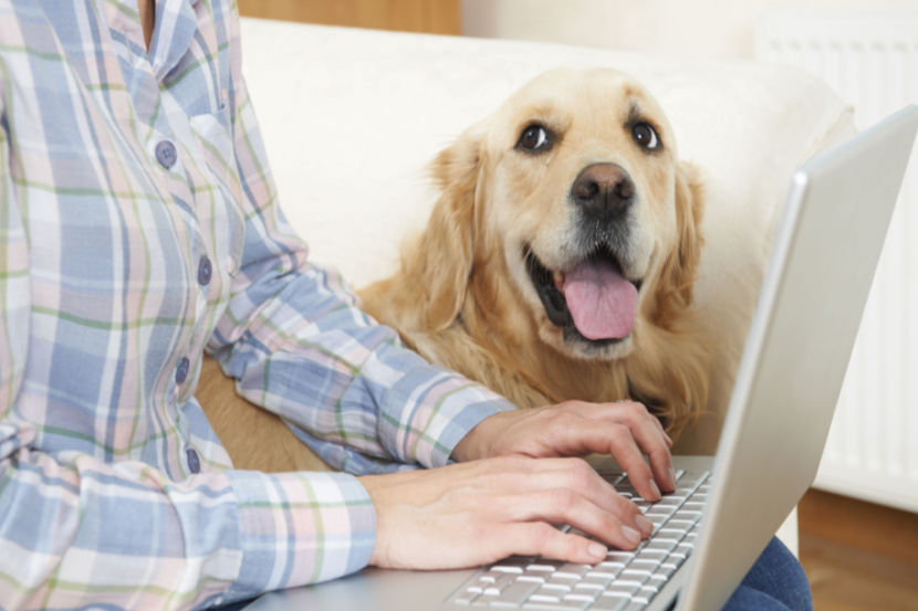 A dog with its tongue out looking at its human while on a laptop
