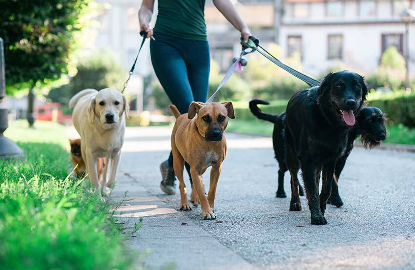 Five dogs being walked by one person