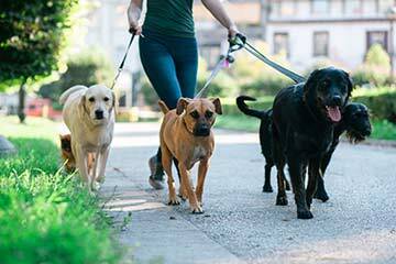 Five dogs being walked by one person