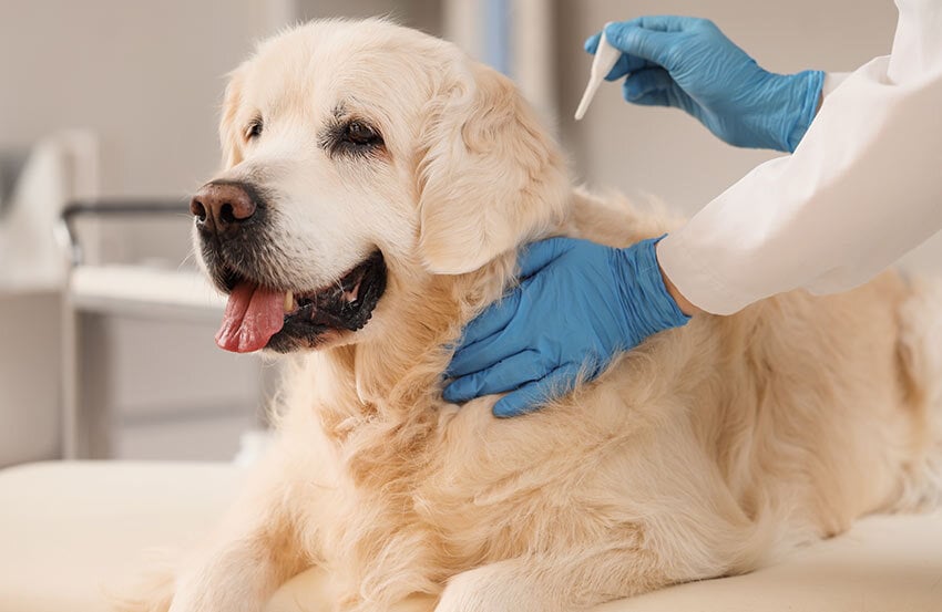 Dog receiving flea treatment