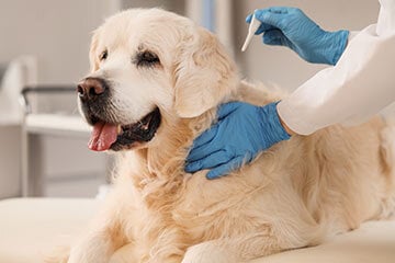 Dog receiving flea treatment