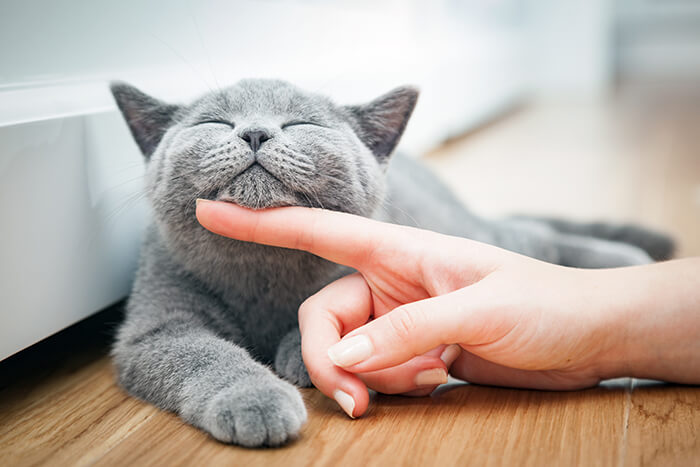 A cat having its chin scratched