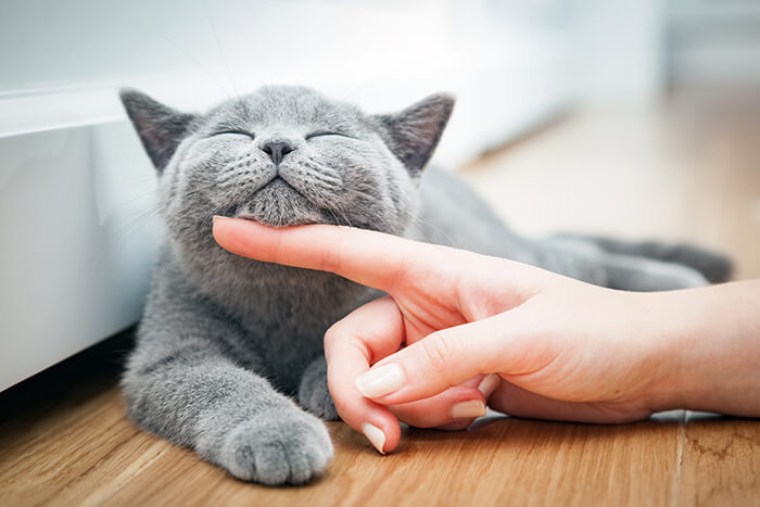 A cat having its chin scratched