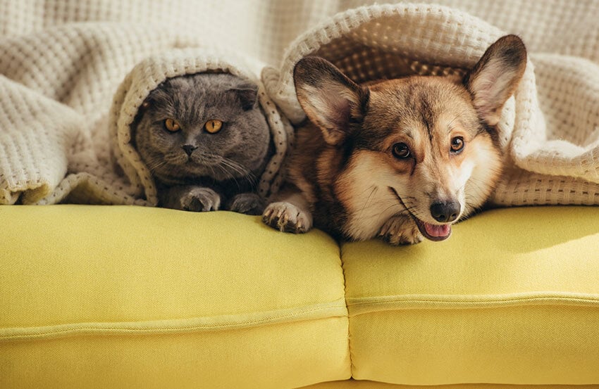 A cat and a dog lying under a blanket