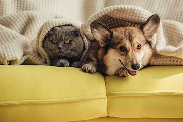 A cat and a dog lying under a blanket