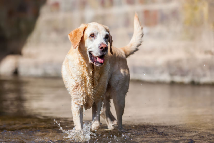 Older retriever dog who's enjoying a dip