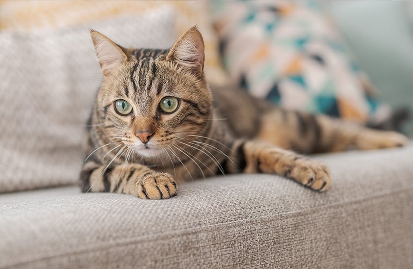 A cat lying on a sofa
