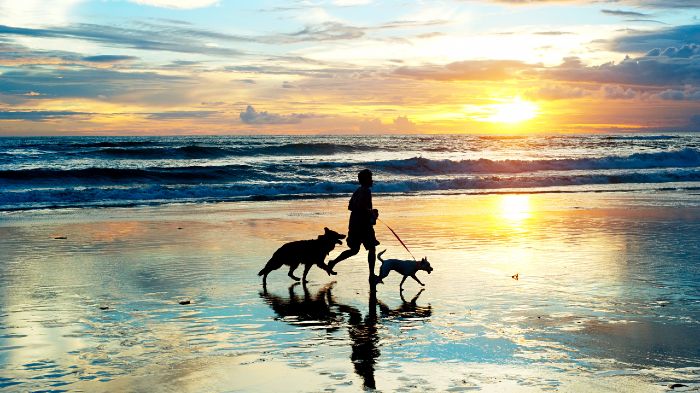 Person on beach running with dogs