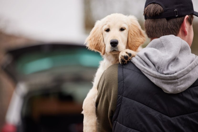 Person taking pet away to a car