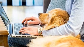 Person working from home with a laptop and a dog