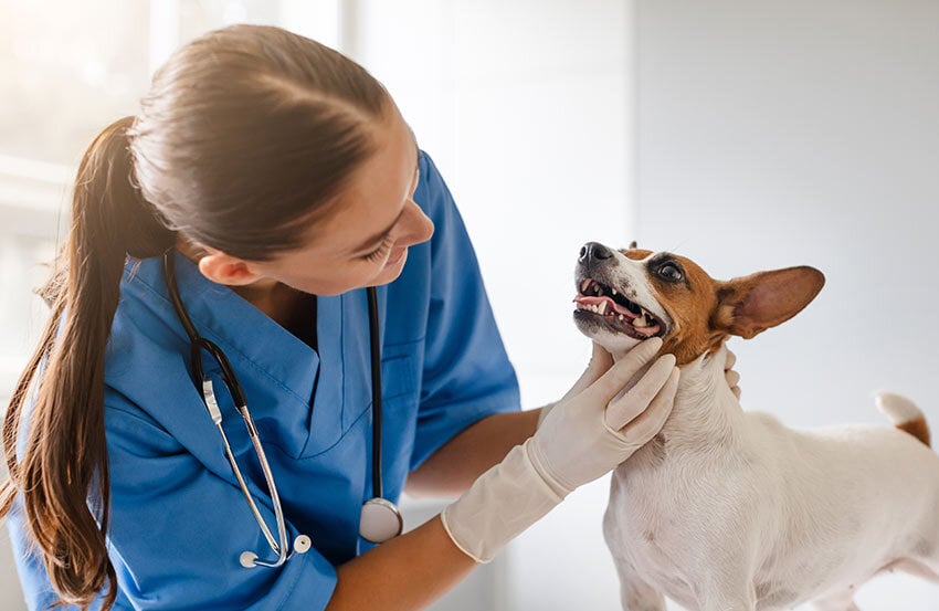 Dog having its teeth checked by a vet