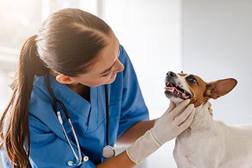 Dog having its teeth checked by a vet