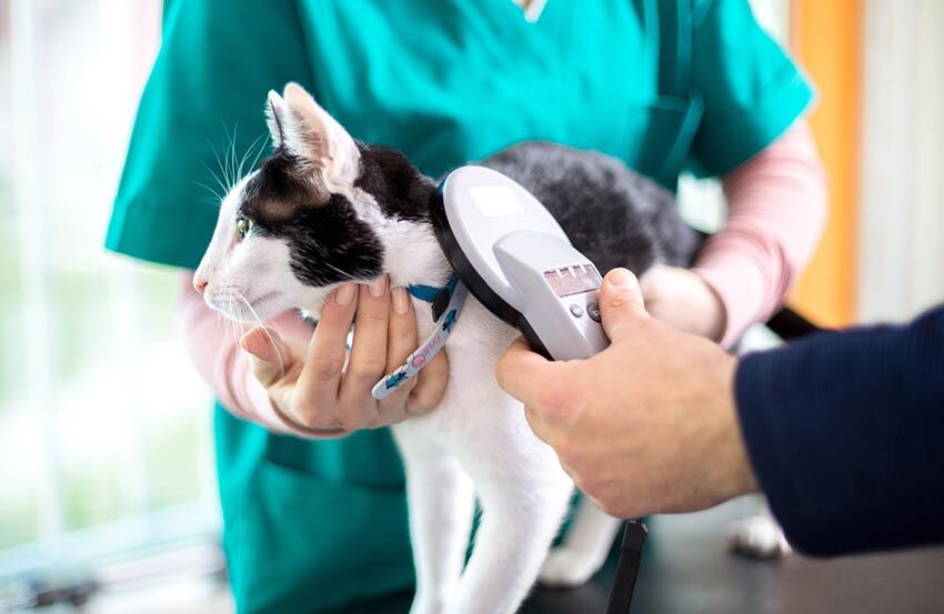 A vet scanning a cat's microchip