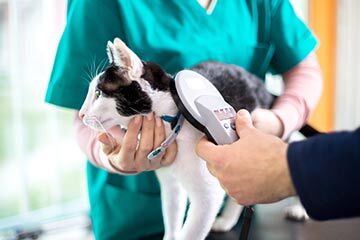 A vet scanning a cat's microchip
