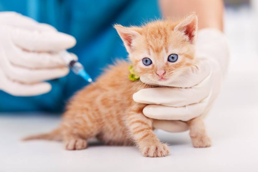 kitten having a vaccination