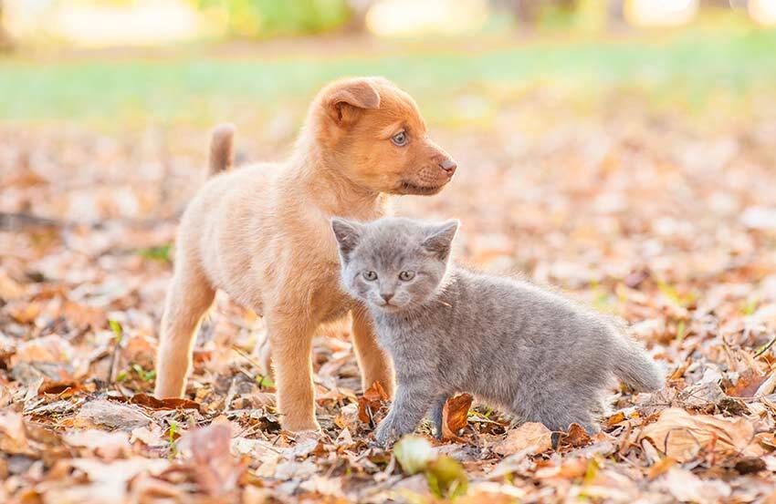 A brown puppy and a grey kitten outdoors