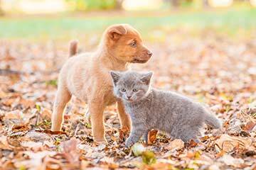 A brown puppy and a grey kitten outdoors