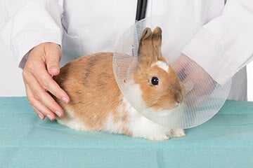 A rabbit wearing a cone being seen by a vet