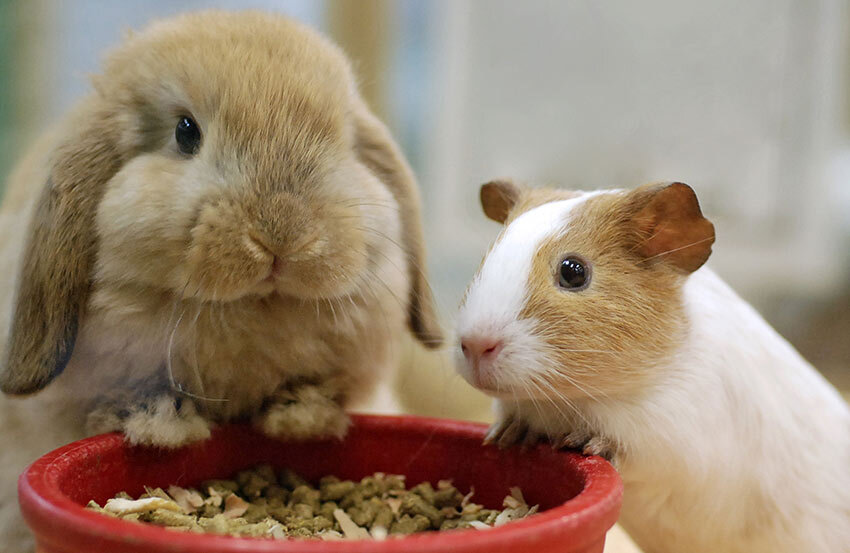 A rabbit and a hamster with a bowl of food