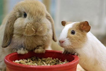 A rabbit and a hamster with a bowl of food