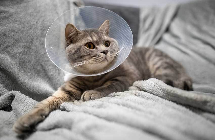 A grey cat wearing a plastic cone