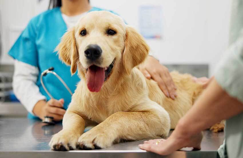A young golden retriever being seen by a vet