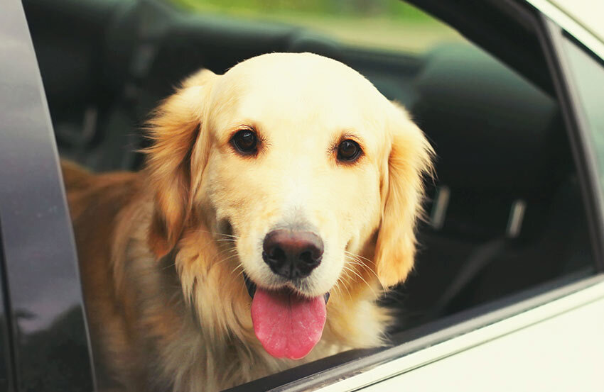 A dog looking out of the window of a car