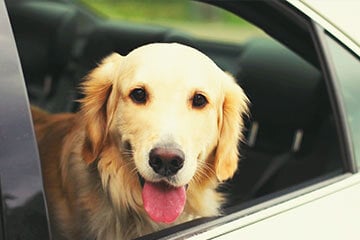 A dog looking out of the window of a car