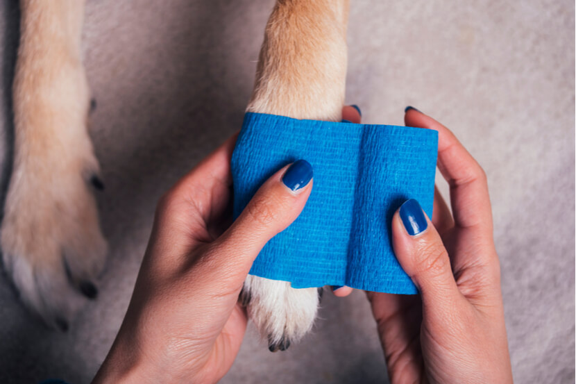 Dogs left front paw being bandaged