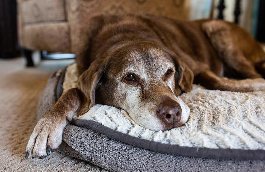 An old dog lying on its bed