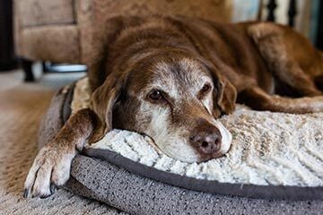 An old dog lying on its bed