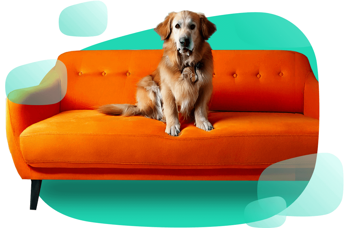 Dog sitting on orange settee